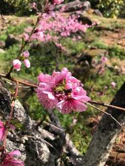 在那桃花盛开的地方